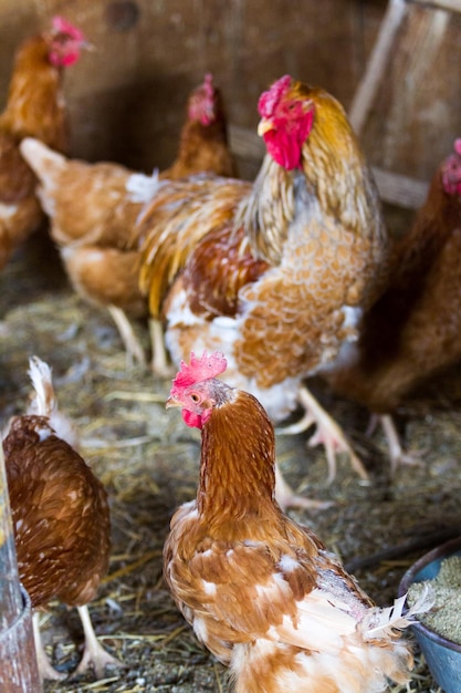 Kippen gratis op biologische boerderij.