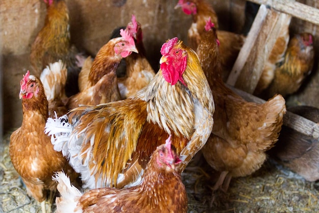 Kippen gratis op biologische boerderij.