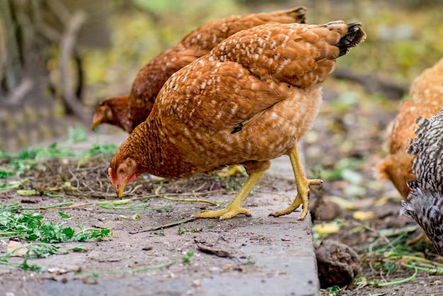 Kippen grazen in het veld Kippen voeden zich met boerenerf op zonnige dag Kippen poseren in vers gras Gezonde kip die buiten loopt op zoek naar voedsel