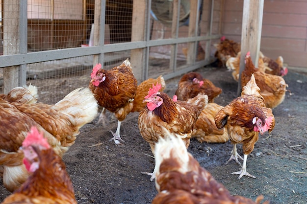 Kippen in de kippenboerderij Biologische pluimveestal