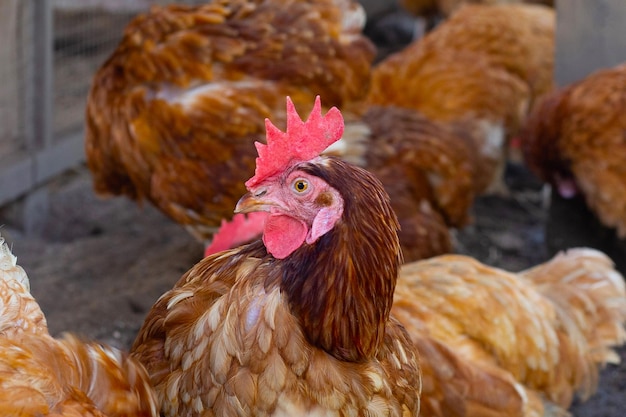 Kippen in de kippenboerderij Biologische pluimveestal