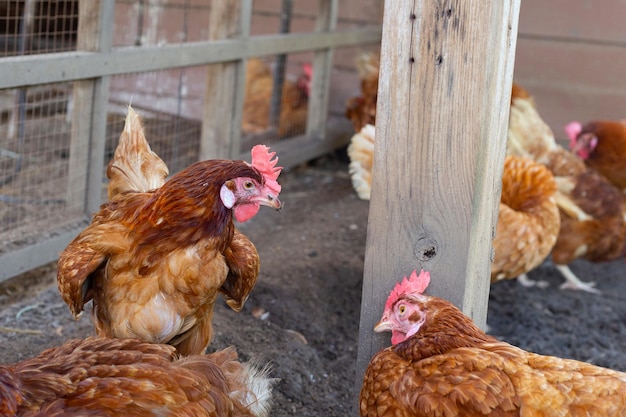 Kippen in de kippenboerderij Biologische pluimveestal