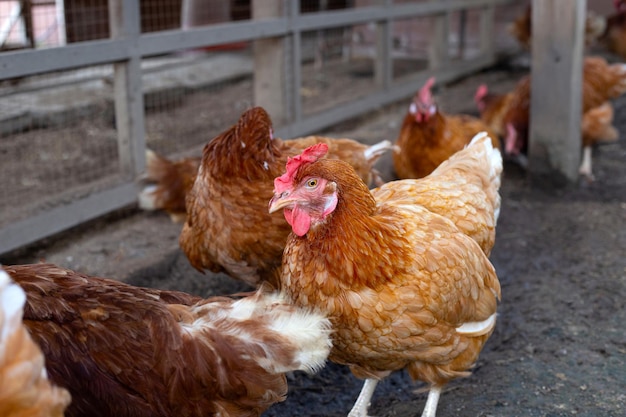Kippen in de kippenboerderij Biologische pluimveestal