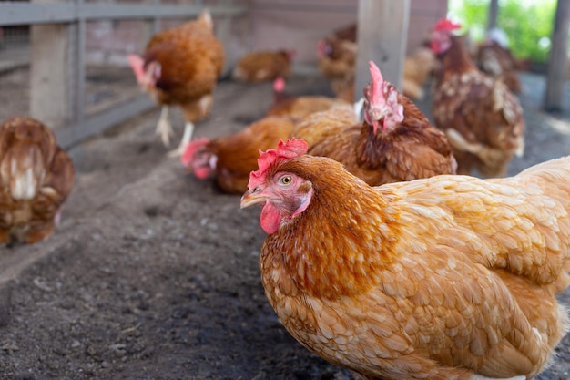 Kippen in de kippenboerderij Biologische pluimveestal