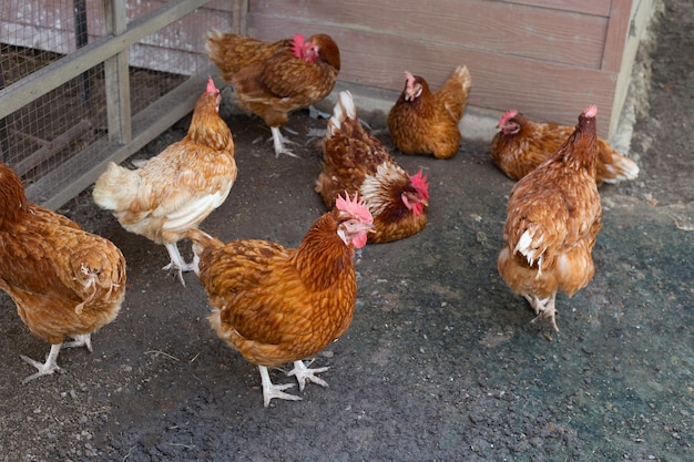 Kippen in de kippenboerderij biologische pluimveestal