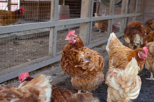 Kippen in de kippenboerderij Biologische pluimveestal