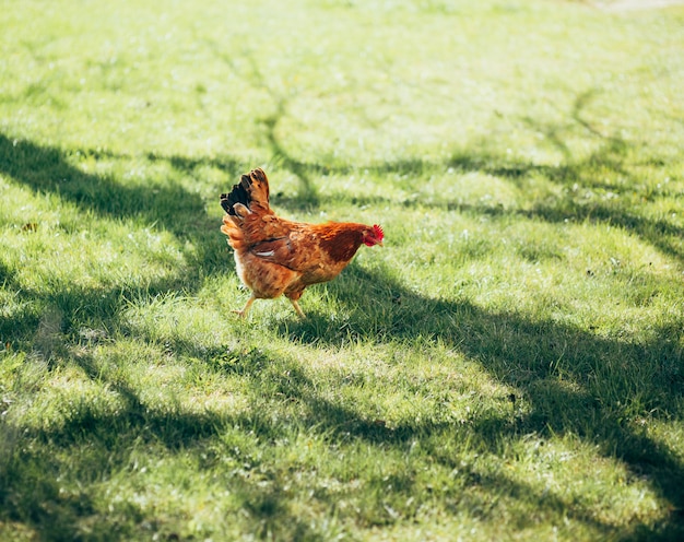 Foto kippen in de tuin op het gras