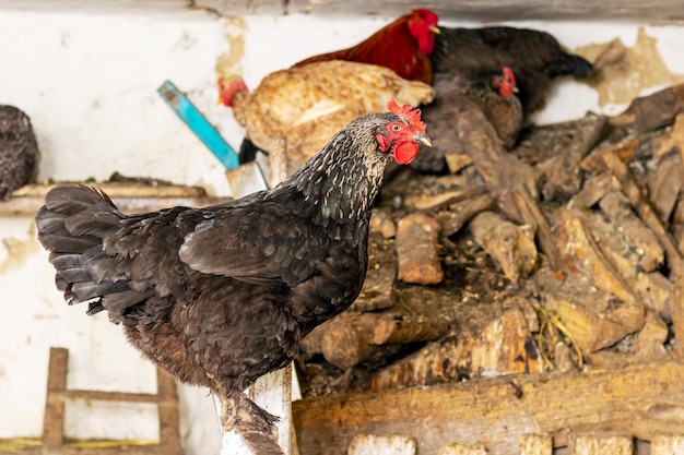 Foto kippen in een schuur op een boerderij kippen houden