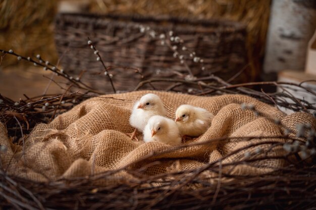 Kippen in het nest