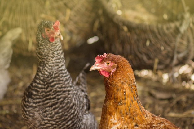 Kippen in kippenhok Kippen in kippenhok Kip in kippenhok Biokippen op een thuisboerderij
