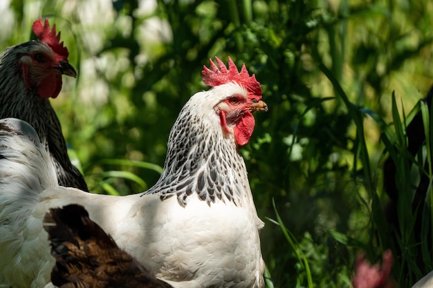 Kippen kippen en chook in een kippenhok op een boerderij en boerderij in Australië