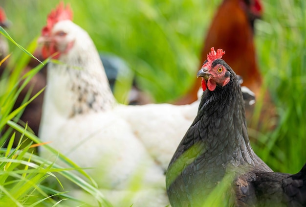 Kippen kippen en chook in een kippenhok op een boerderij en boerderij in Australië