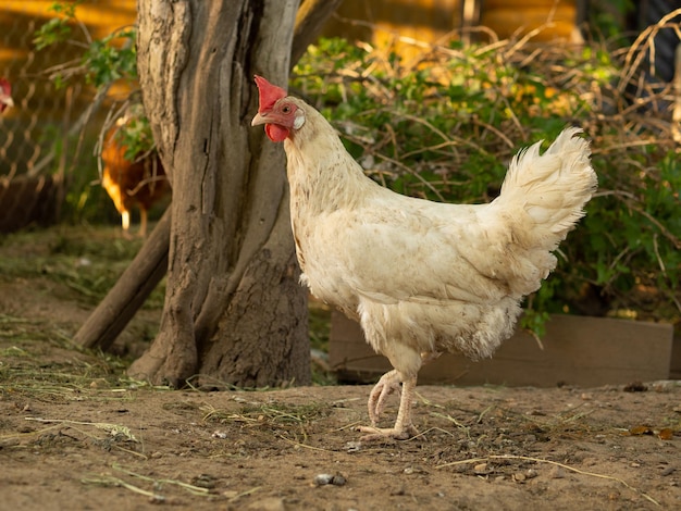 Kippen lopen bij mooi weer op hun boerderij