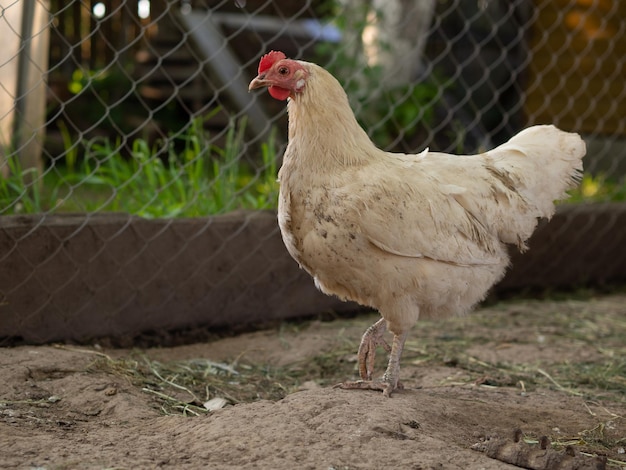 Kippen lopen bij mooi weer op hun boerderij