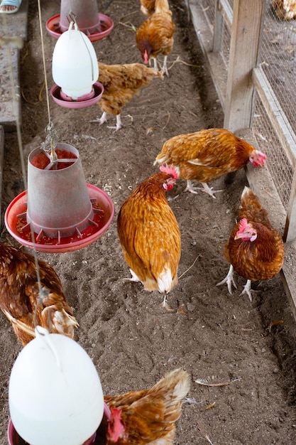 Kippen of kippen op traditionele pluimveehouderij met vrije uitloop