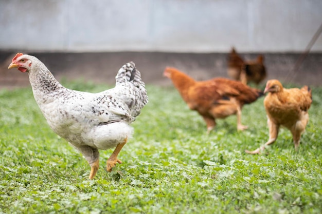 Kippen op de boerderij pluimveeconcept Witte losse kip buiten Grappige vogel op een bioboerderij