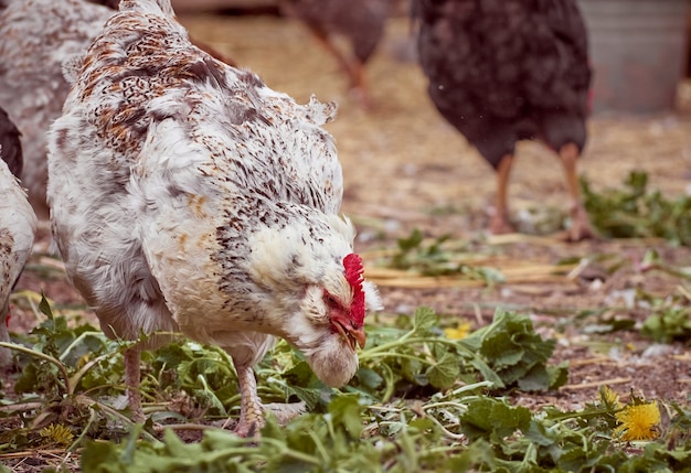 Kippen op een traditionele boerderij.