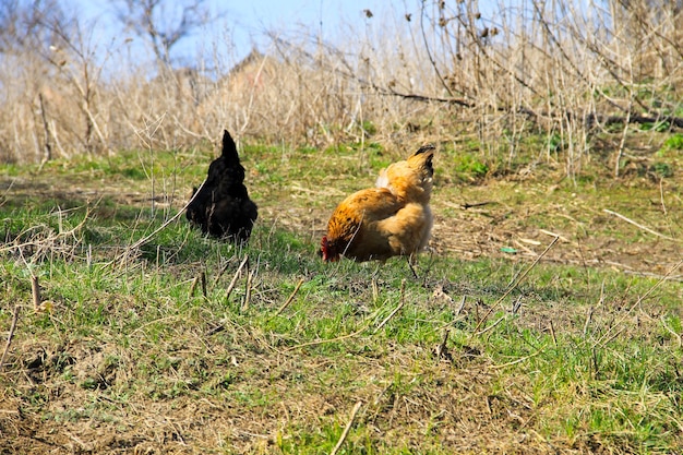 Kippen op groen gras