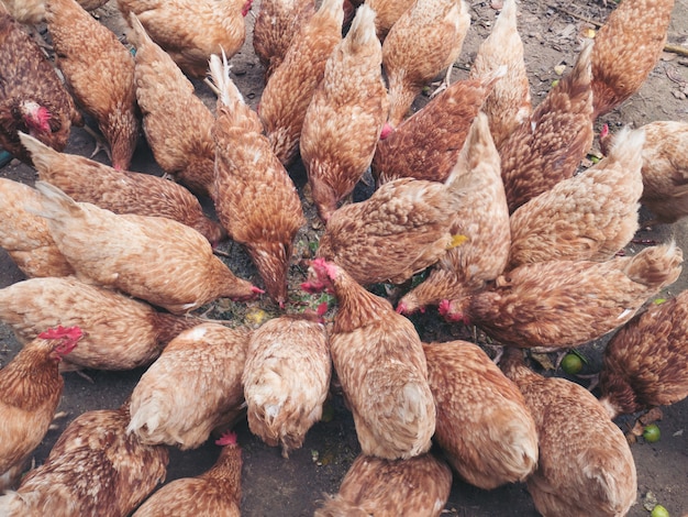 Foto kippen op traditionele pluimveebedrijf met vrije uitloop