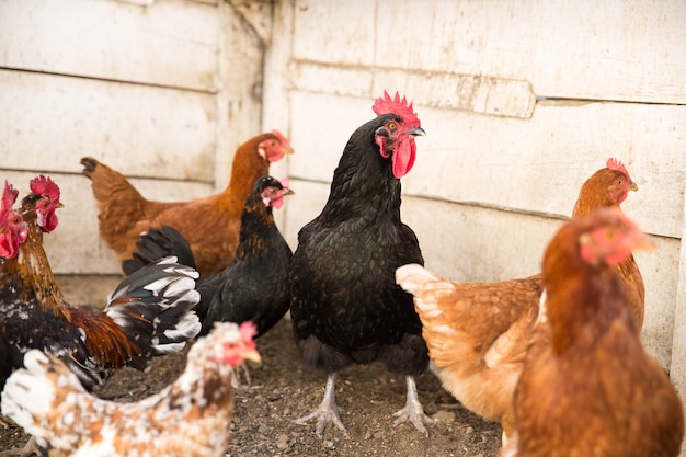 Kippen op traditionele scharrel pluimveehouderij