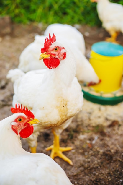 Kippen vleeskuikens op de boerderij. Selectieve aandacht.dieren