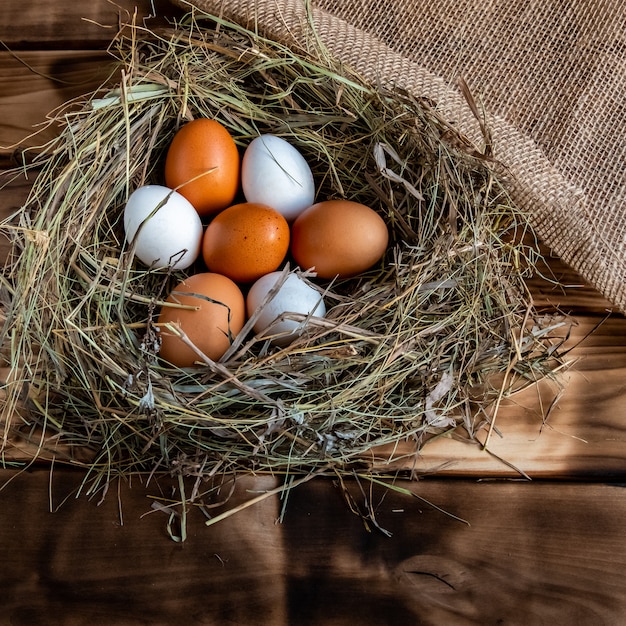 kippenei in het nest