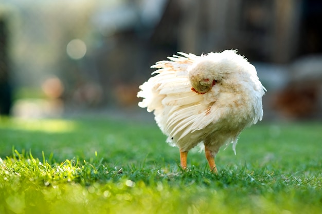 kippenvoer op traditionele landelijke boerenerf. close-up van kip staande op de schuur met groen gras.
