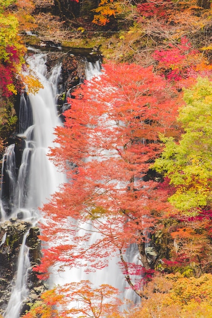 Kirifuriwatervallen en de Herfst mooi in Nikko Japan.