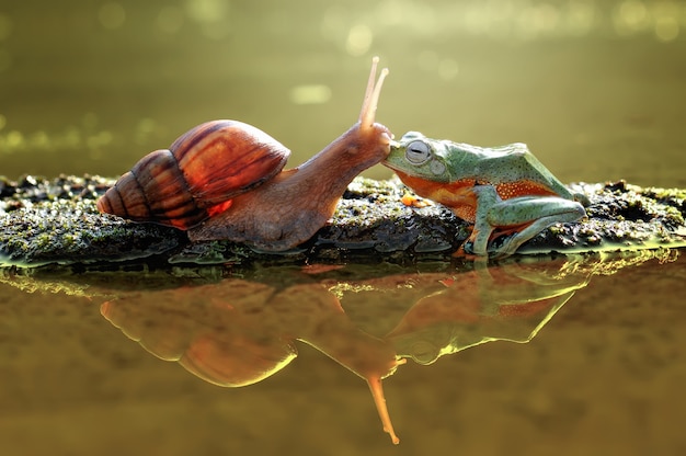 Photo kissing frog and snail