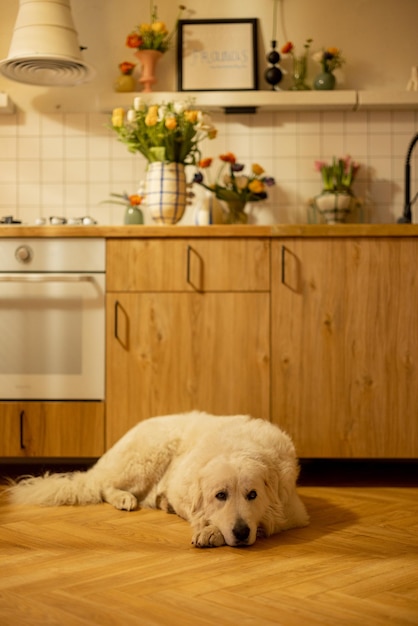 Kitche interior with a dog