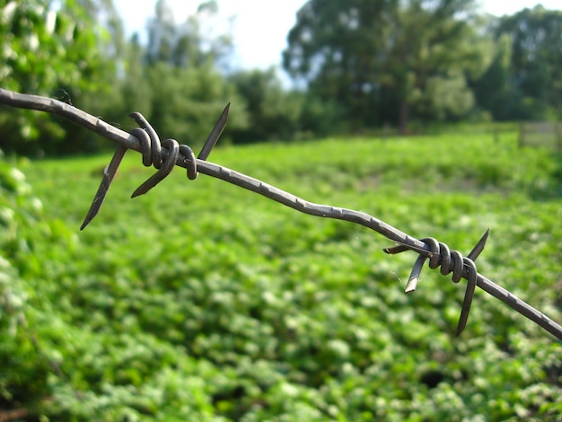 Kitchen garden with a bed of a growing potato with barbed wire