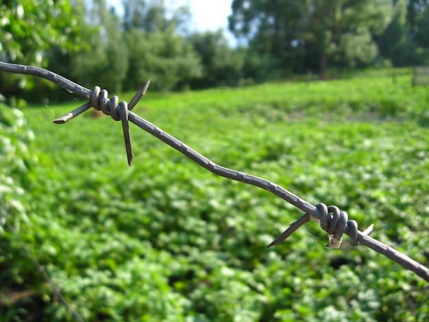 Kitchen garden with a bed of a growing potato with barbed wire