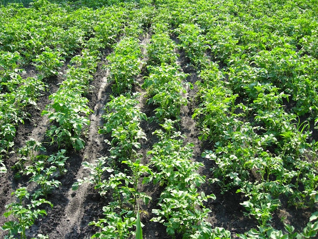 kitchen garden with a bed of a growing potato