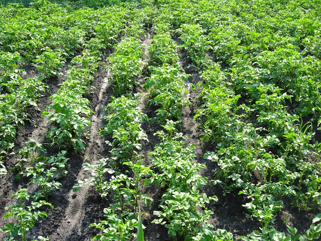 Kitchen garden with a bed of a growing potato