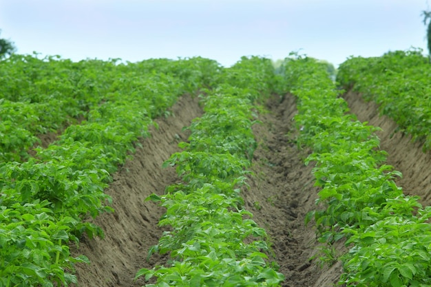 kitchen garden with bushes of growing potato