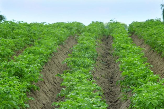 Kitchen garden with bushes of growing potato