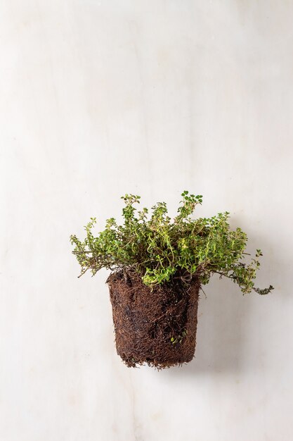 Kitchen gardening greens