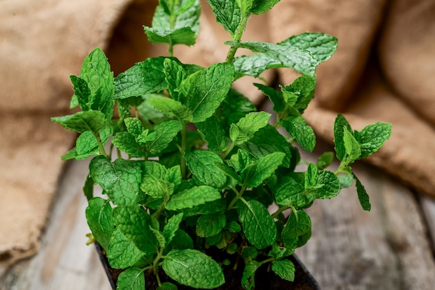 Foto menta da cucina in una pentola nera sul tavolo