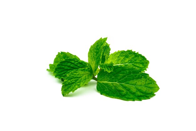 Photo kitchen mint leaf isolated on white background green peppermint natural source of menthol oil thai herb for food garnish herb for antiflatulence and make confident fresh breath