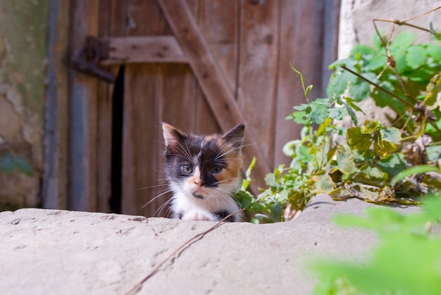 Котенок на заброшенном дворе