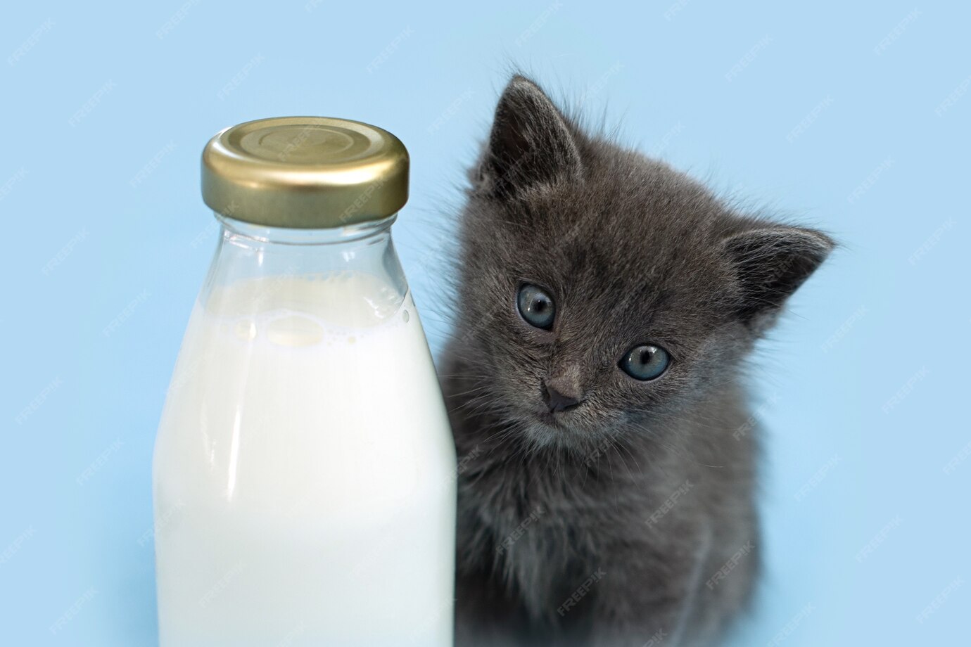 Кот и молоко