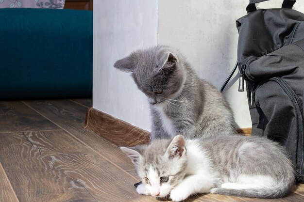 子猫が部屋の別の子猫を襲う