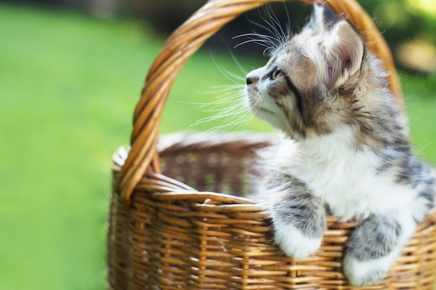 A kitten in a basket on the grass, in summer.