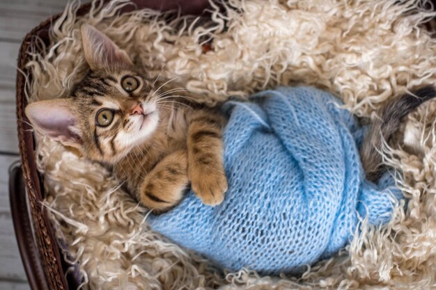 kitten in a basket. striped cute cat wrapped in a blue scarf