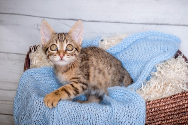 kitten in a basket. striped cute cat wrapped in a blue scarf