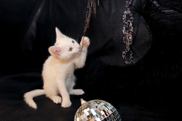 A kitten on a black background with a disco ball