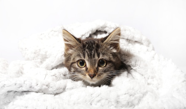 Un gattino e una coperta su uno sfondo bianco