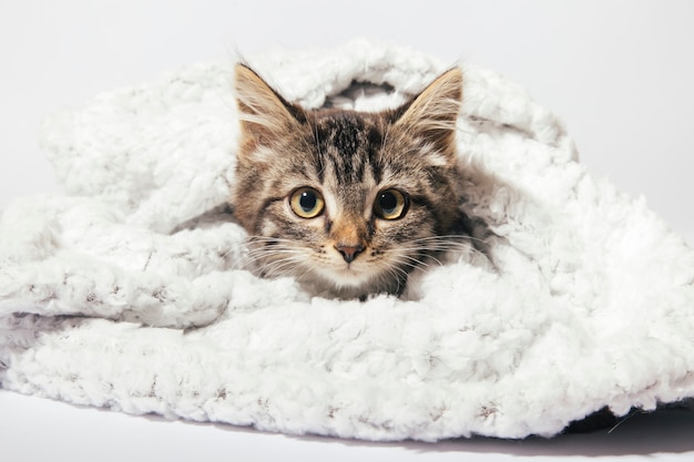 a kitten and a blanket on a white background