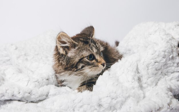 a kitten and a blanket on a white background