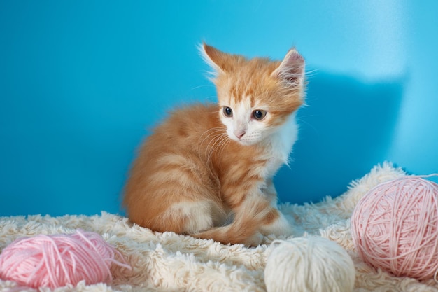 Kitten on a blue background for copyspace.